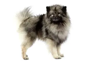 Keeshond: Dog - Keeshond / Wolf Spitz / Chien Loup