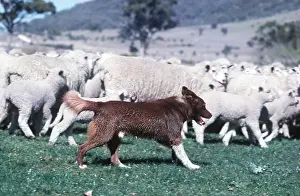 Herding: DOG - KELPIE - herding sheep