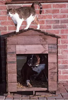 Kennel: DOG in kennel and CAT on roof