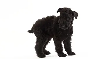 Kerry: Dog - Kerry Blue Terrier - in studio