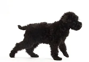 Kerry: Dog - Kerry Blue Terrier - in studio