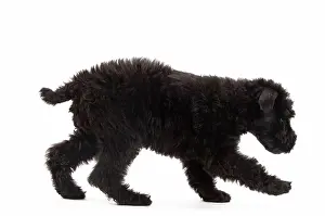 Kerry: Dog - Kerry Blue Terrier - in studio