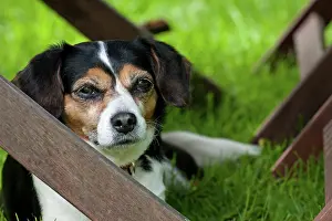 Jake Stephen: Dog King Charles X Jack Russell laying under