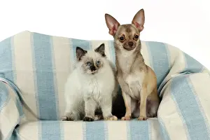 Sofas: DOG & KITTEN. Chihuahua and kitten sitting together