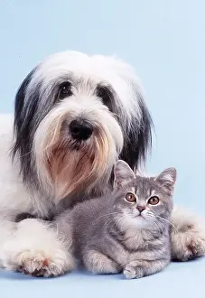 Sheepdogs: DOG & KITTEN - Polish lowland sheepdog