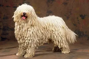 Scruffy: Dog - Komondor