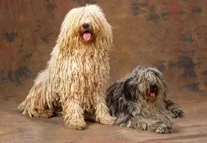 Pulis: Dog - Komondor and Puli - Hungarian Sheep Dogs