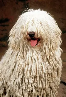 Komondor: DOG - KOMONDOR - showing tongue
