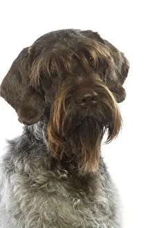 Korthals: Dog - Korthal / German wire-haired pointing Griffon