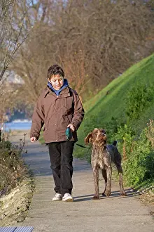 Footpaths: Dog - Korthal / German wire-haired pointing Griffon