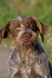 Scruffy: Dog - Korthal / German wire-haired pointing Griffon
