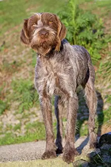 Scruffy: Dog - Korthal / German wire-haired pointing Griffon