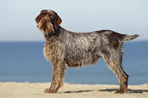 Korthals: Dog - Korthal Griffon - on beach
