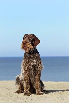 Korthals: Dog - Korthal Griffon - on beach