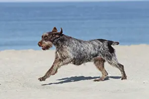 Korthals: Dog - Korthal Griffon - on beach running