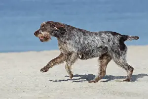 Korthals: Dog - Korthal Griffon - on beach running