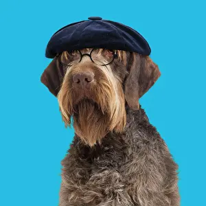 Spectacles: Dog - Korthal Griffon - wearing hat and glasses