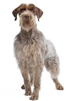 Korthals: Dog - Korthal Griffon / Wire-haired Pointing Griffon
