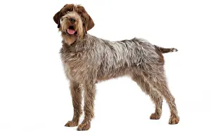 Korthals: Dog - Korthal Griffon / Wire-haired Pointing Griffon