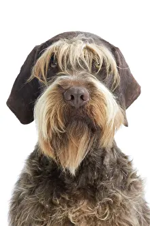 Beards: Dog - Korthal Griffon / Wire-haired Pointing Griffon
