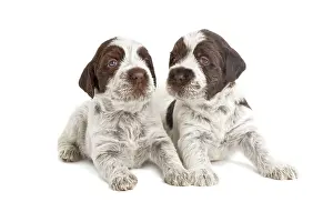 Korthals: Dog - Korthal Griffon / Wire-haired Pointing Griffon