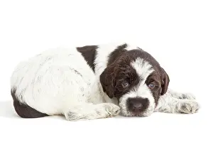 Korthals: Dog - Korthal Griffon / Wire-haired Pointing Griffon