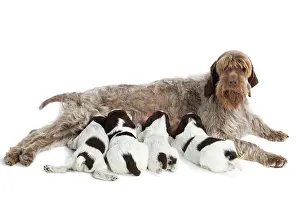Korthals: Dog - Korthal Griffon / Wire-haired Pointing Griffon