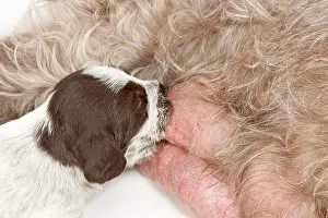 Korthals: Dog - Korthal Griffon / Wire-haired Pointing Griffon