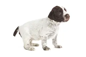 Korthals: Dog - Korthal Griffon / Wire-haired Pointing Griffon