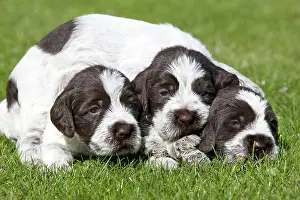 Korthals: Dog - Korthal Griffon / Wire-haired Pointing Griffon