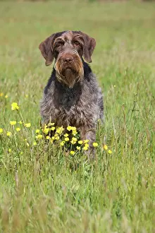 Korthals: Dog - Korthal Griffon / Wire-haired Pointing Griffon