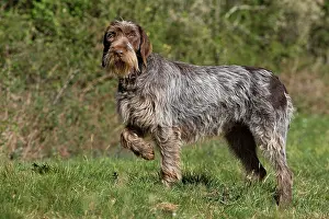 Korthals: Dog - Korthal Griffon / Wire-haired Pointing Griffon