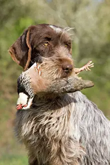 Fetching: Dog - Korthal Griffon / Wire-haired Pointing Griffon