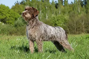 Korthals: Dog - Korthal Griffon / Wire-haired Pointing Griffon