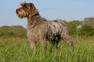 Korthals: Dog - Korthal Griffon / Wire-haired Pointing Griffon