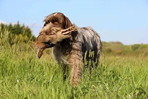 Fetching: Dog - Korthal Griffon / Wire-haired Pointing Griffon