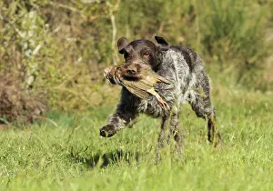 Fetching: Dog - Korthal Griffon / Wire-haired Pointing Griffon
