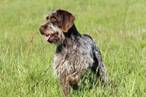 Korthals: Dog - Korthal Griffon / Wire-haired Pointing Griffon