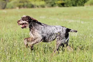 Korthals: Dog - Korthal Griffon / Wire-haired Pointing Griffon