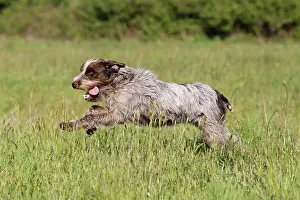 Korthals: Dog - Korthal Griffon / Wire-haired Pointing Griffon