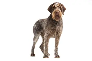 Korthals: Dog - Korthal Griffon / Wire-haired Pointing Griffon