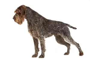 Korthals: Dog - Korthal Griffon / Wire-haired Pointing Griffon