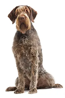 Korthals: Dog - Korthal Griffon / Wire-haired Pointing Griffon