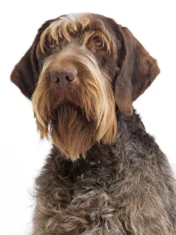 Korthals: Dog - Korthal Griffon / Wire-haired Pointing Griffon