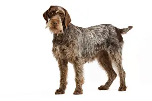 Korthals: Dog - Korthal Griffon / Wire-haired Pointing Griffon