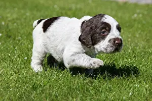 Korthals: Dog - Korthal Griffon / Wire-haired Pointing Griffon - puppy