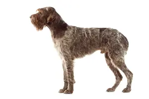 Korthals: Dog - Korthals Griffon / wire-haired Pointing Griffon