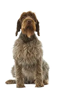 Korthals: Dog - Korthals Griffon / wire-haired Pointing Griffon