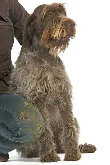Korthals: Dog - Korthals Griffon / wire-haired Pointing Griffon