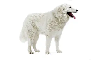 Kuvasz: Dog - Kuvasz - in studio